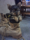 Adorable TeaCup Yorkie for stud